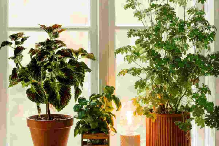Indoor Flowering Plants Even Beginners Can Easily Keep-Alive