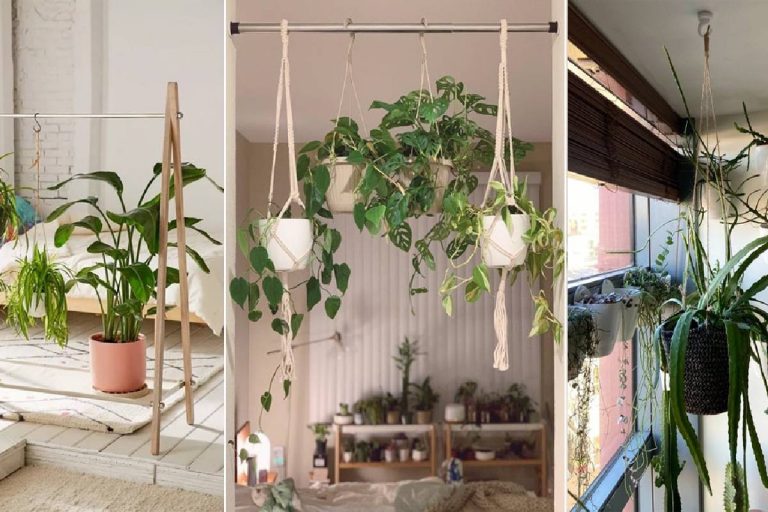 Hanging plants ceiling